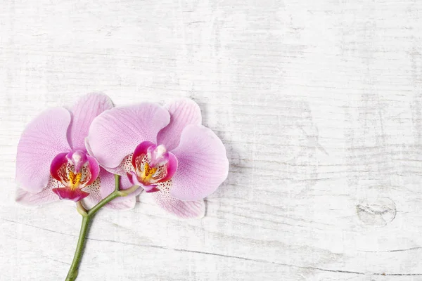 Orquídeas Rosadas Espacio Para Copiar Decoración Festiva —  Fotos de Stock