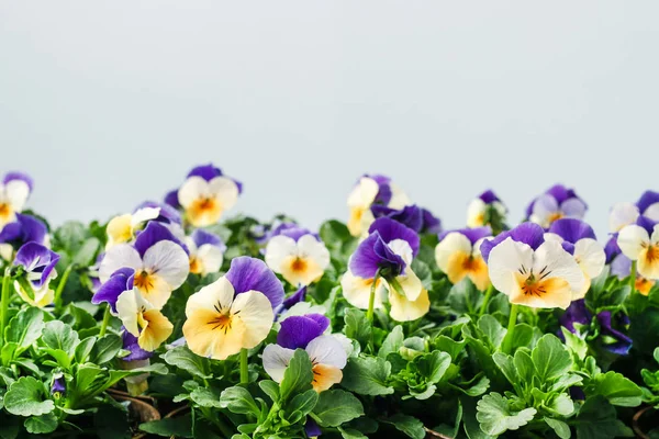 Pansy Fleurs Copier Espace Printemps Temps — Photo