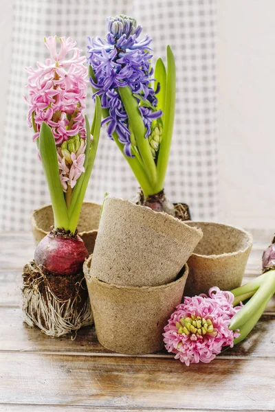 Fleurs Jacinthe Idée Décoration Table Pâques Printemps — Photo