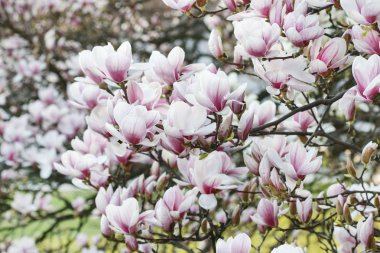 Manolya çiçeği bitkisi. Bahar zamanı