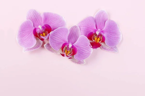 Roze Orchideeën Achtergrond Van Papier Kopie Ruimte — Stockfoto
