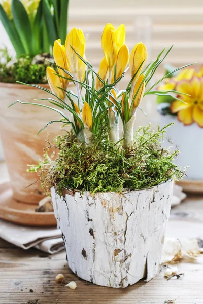 Yellow Crocus Flower Bark Pot Decorated Moss Spring Decor — Stock Photo, Image