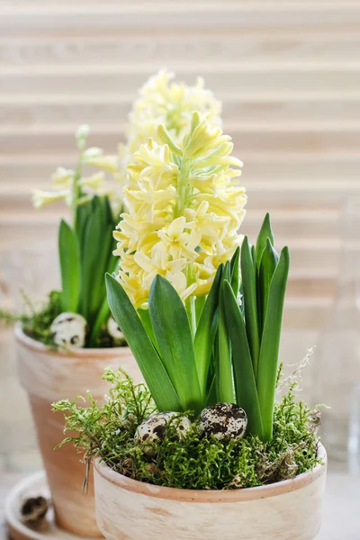 Fiore Giacinto Giallo Vaso Ceramica Decorazione Tavolo Pasqua — Foto Stock