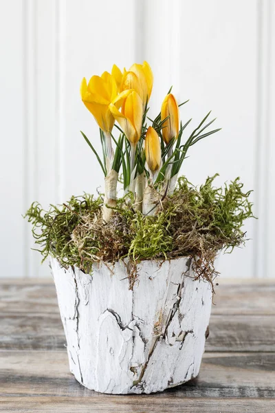 モスで樹皮の鍋で黄色のクロッカスの花が飾られました 春の装飾 — ストック写真