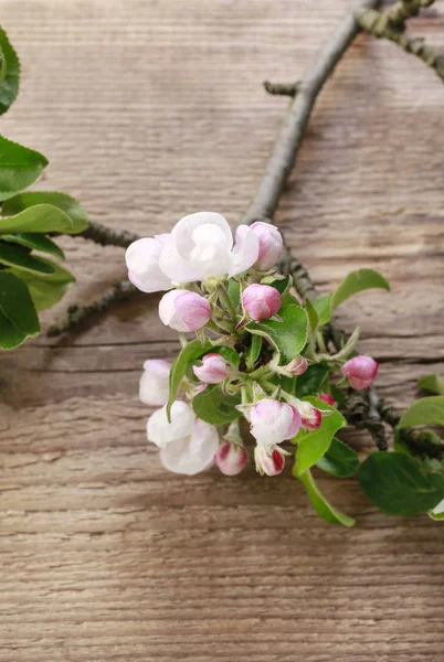 Ahşap Arka Plan Üzerinde Çiçek Açan Elma Ağaç Dal Kopya — Stok fotoğraf