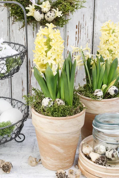 Påsk Heminredning Med Gula Hyacinth Blommor Våren — Stockfoto