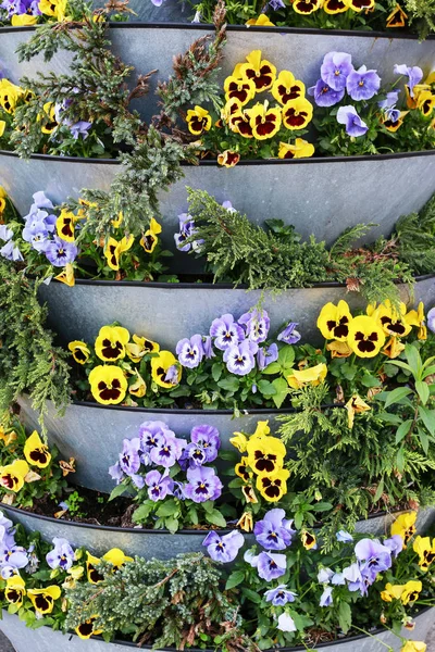 Laag Tuin Decoratie Met Gele Paarse Pansy Bloemen Lentetijd — Stockfoto