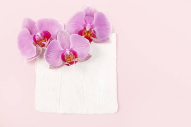 Kağıt arka planda Pembe orkide