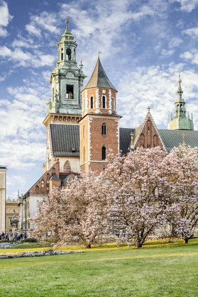 Kraków, Polska-kwiecień 03, 2017: Magnolia kwitnie w ogrodach — Zdjęcie stockowe