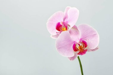 Pembe orkide, kopya alanı.