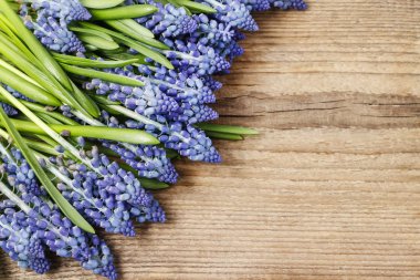 Ahşap üzerine mavi muscari çiçekler (üzüm sümbül)