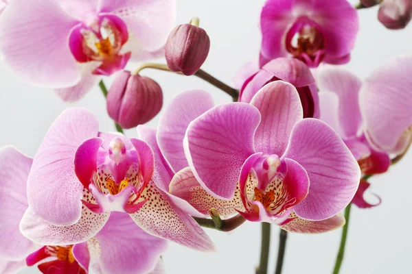 Růžové orchideje, místo kopírování. — Stock fotografie