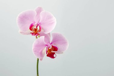 pembe orkide çiçek