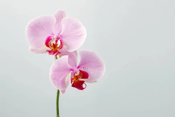 Roze orchideeën bloemen — Stockfoto