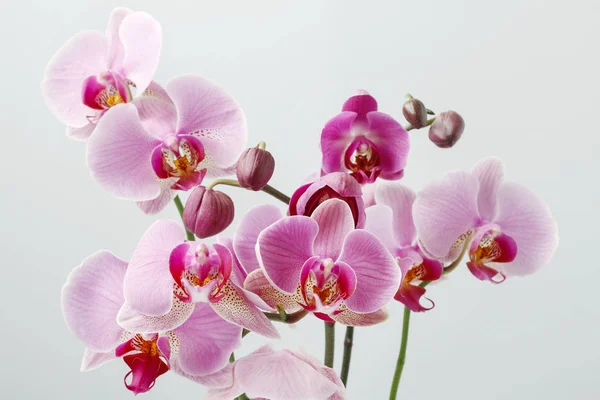 Rosa orkidéer blommor — Stockfoto