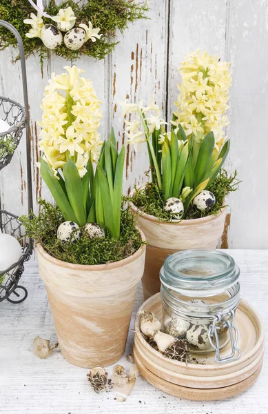 Easter home decoration with yellow hyacinth flowers. — Stock Photo, Image