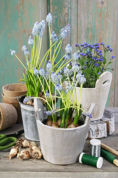 Houten pot met Bluebells (Muscari) en een andere met vergeten — Stockfoto