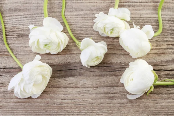 White Ranunculus bloemen. — Stockfoto