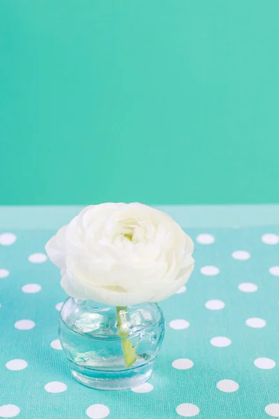 Vit Ranunculus (persiska smör blomma) blommor på turkos bakgrunds — Stockfoto