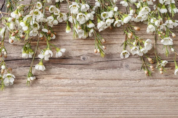 Chamelaucium flowers (waxflower) on wooden background. — Stock Photo, Image