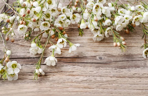 Fiori di Chamelaucium (fiore di cera) su sfondo di legno . — Foto Stock