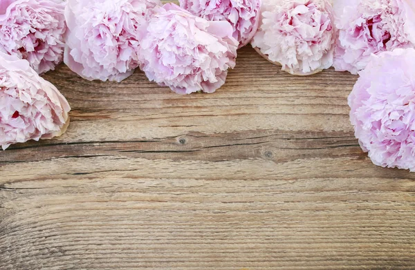 Ramo grande de peonías rosadas sobre fondo de madera blanca — Foto de Stock