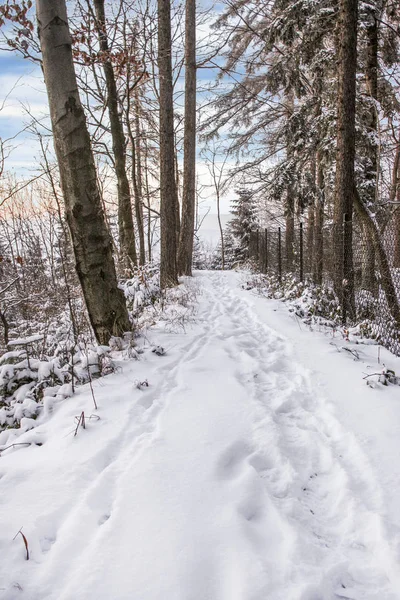 Path in winter forest — Stock Photo, Image