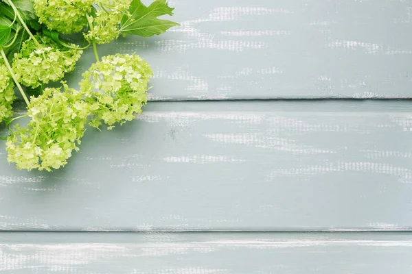 Groene guelder rose (Gelderse roos) op hout — Stockfoto