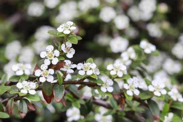 Cotoneaster hhhontalis bbsom . — стоковое фото