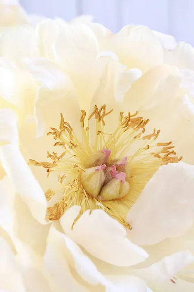 Pivoine fleur de fleur — Photo