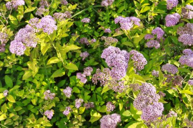 Japon meadowsweet (spiraea japonica) bahçede. 