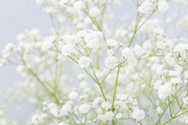 Küçük beyaz çiçekler ile arka plan (Gypsophila paniculata)