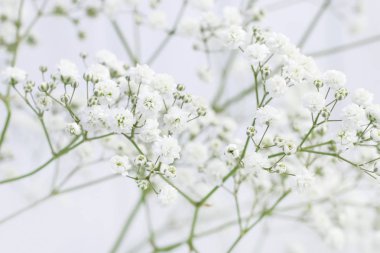 Küçük beyaz çiçekler ile arka plan (Gypsophila paniculata)