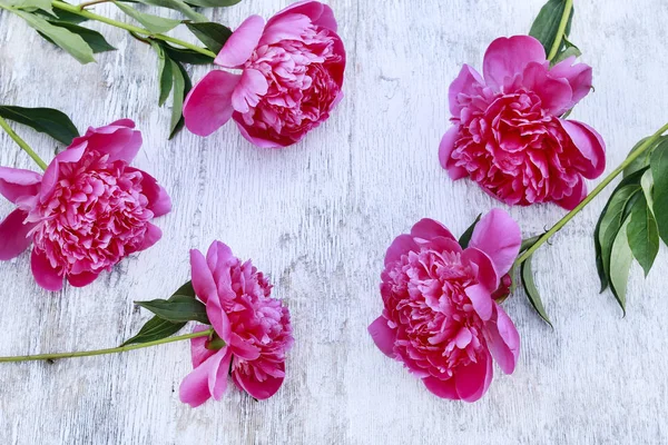 Peonías rosadas sobre fondo blanco de madera. — Foto de Stock