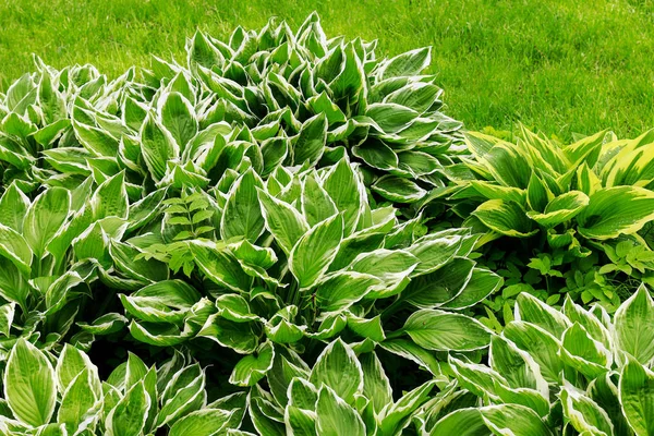 Hosta plant. Green leaves background. — Stock Photo, Image