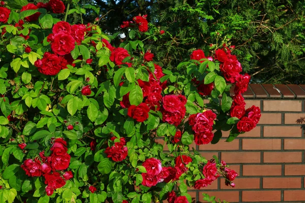 Vermelho rosa arbusto no jardim. — Fotografia de Stock