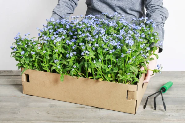 Kvinna håller stor låda med krukväxter glömma mig inte blommor — Stockfoto