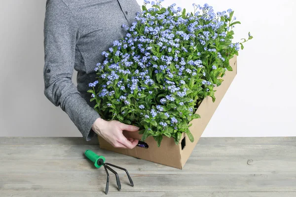 Femme tenant une grande boîte avec pot oubliez-moi pas de fleurs — Photo