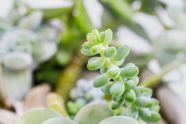 Succulent plants horticulture — Stock Photo, Image