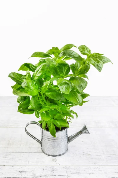 Basil plant in silver watering can - conceptual picture. — Stock Photo, Image