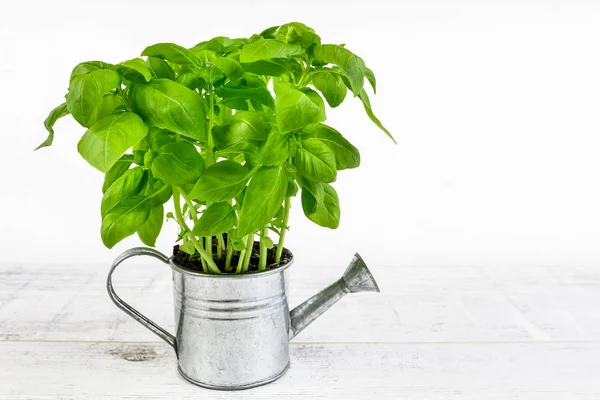 Basil plant i silver vattning kan-konceptuell bild. — Stockfoto