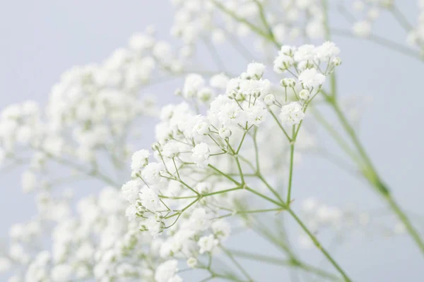 Bakgrund med små vita blommor (Gypsophila paniculata) — Stockfoto