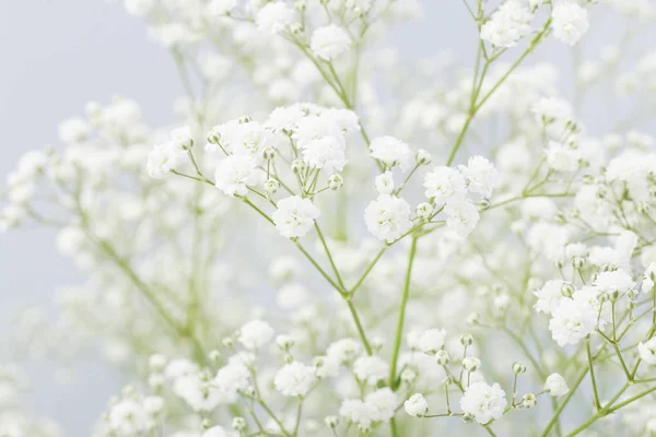 Fondo con minuscoli fiori bianchi (gypsophila paniculata ) — Foto Stock