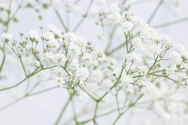 작은 흰 꽃과 배경 (집시) — 스톡 사진