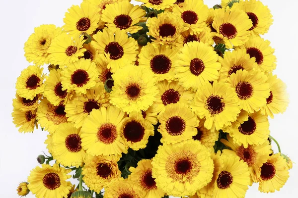 Niedlichen Sonnenblumen Hintergrund — Stockfoto