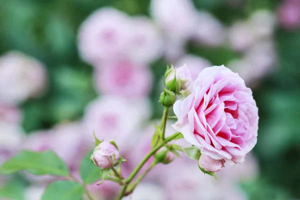Roze roos in de tuin. — Stockfoto