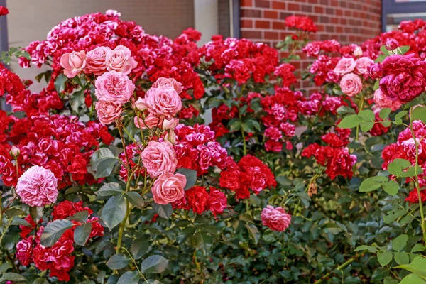 Vermelho rosa arbusto no jardim. — Fotografia de Stock