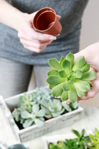 女人种植多肉植物 — 图库照片