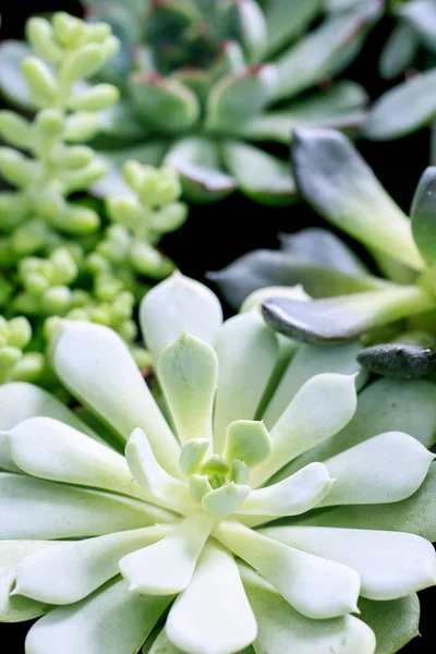 Succulents plants on table — Stock Photo, Image