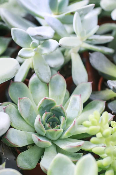 Plantas suculentas en la mesa —  Fotos de Stock